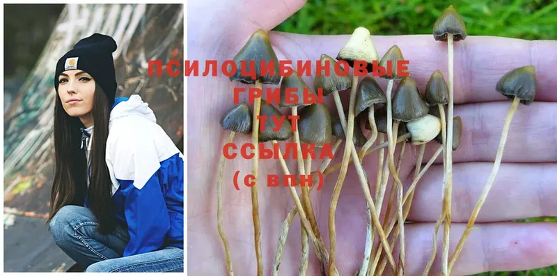 где купить наркоту  Звенигово  Псилоцибиновые грибы Psilocybine cubensis 